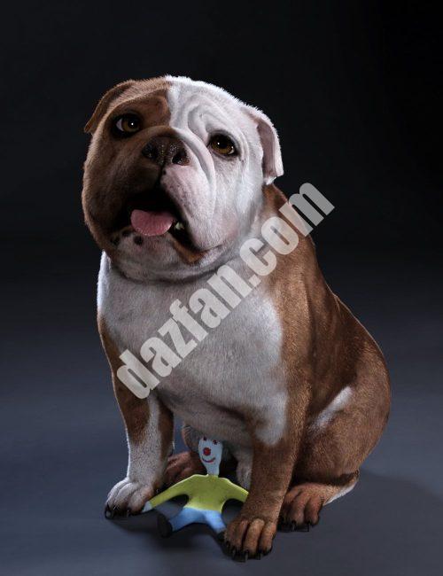 [daz角色] 英国斗牛犬巴克斯特8号-DAZ爱好者