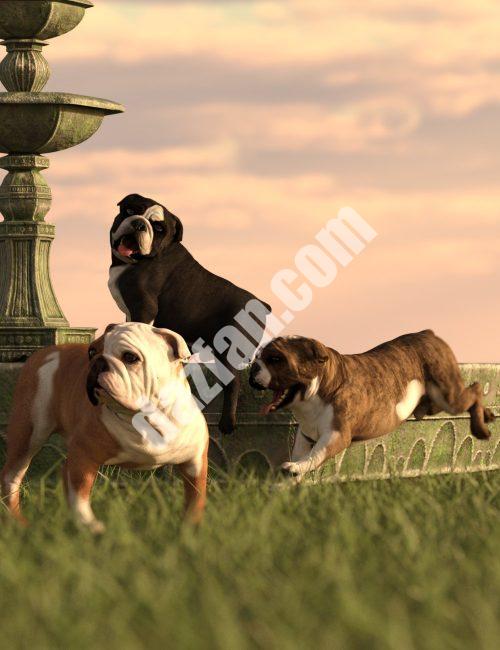 [daz姿势] 英国斗牛犬的斗牛姿势-DAZ爱好者